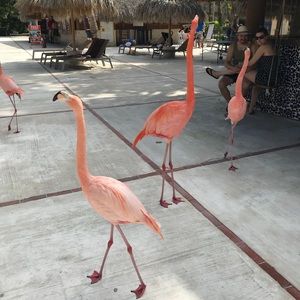 Meet your Posher, Alexa